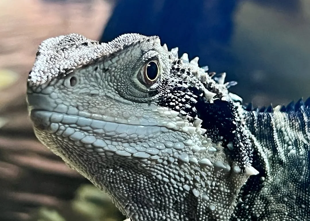 Australian water dragon is watching you.