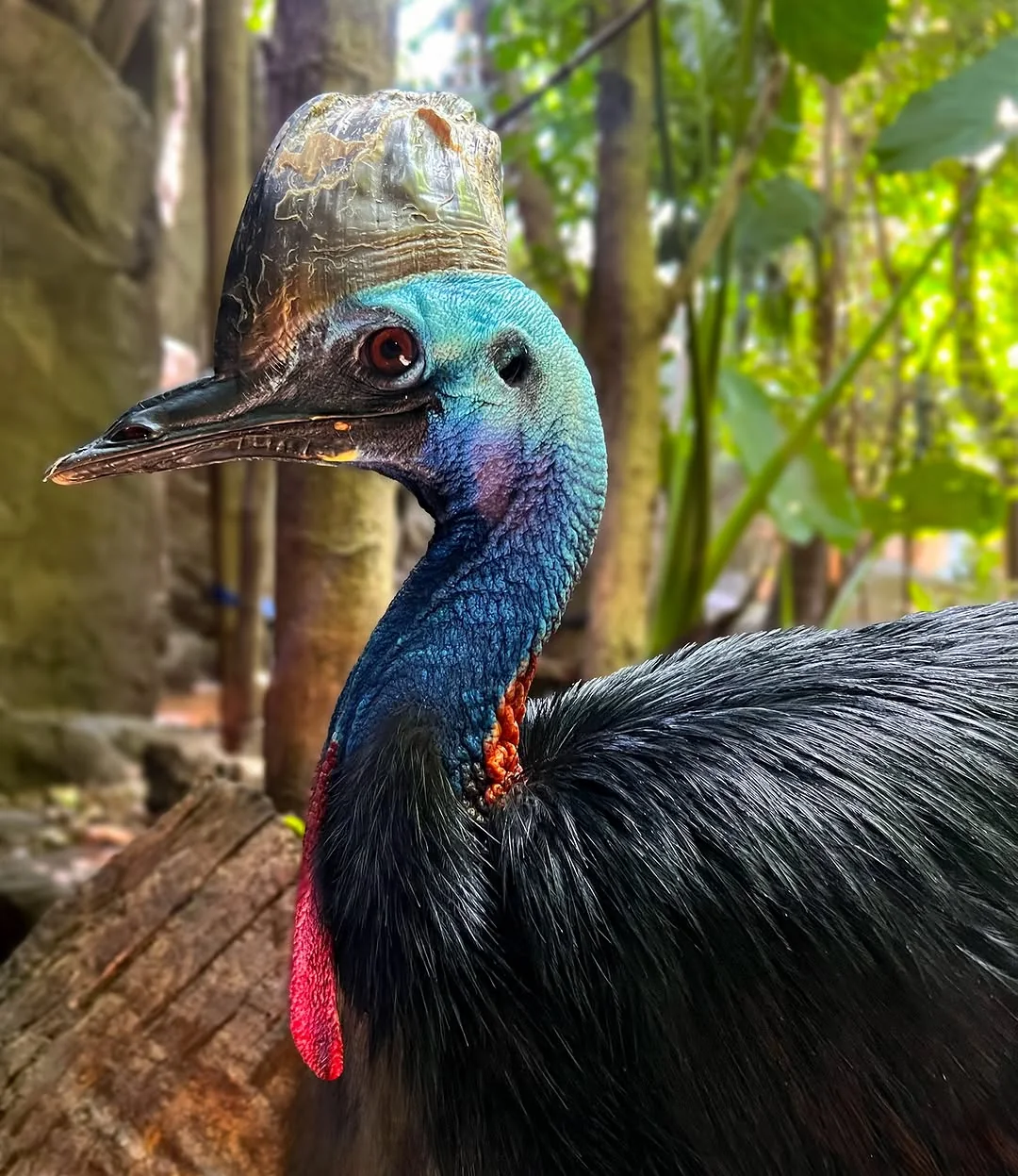 A Southern Cassowary is about as close as you get to a living dinosaur. It's like a velociraptor that eats fruit, but still has a 5" long talon on each foot. They grow about 6" tall and are known to have killed people.