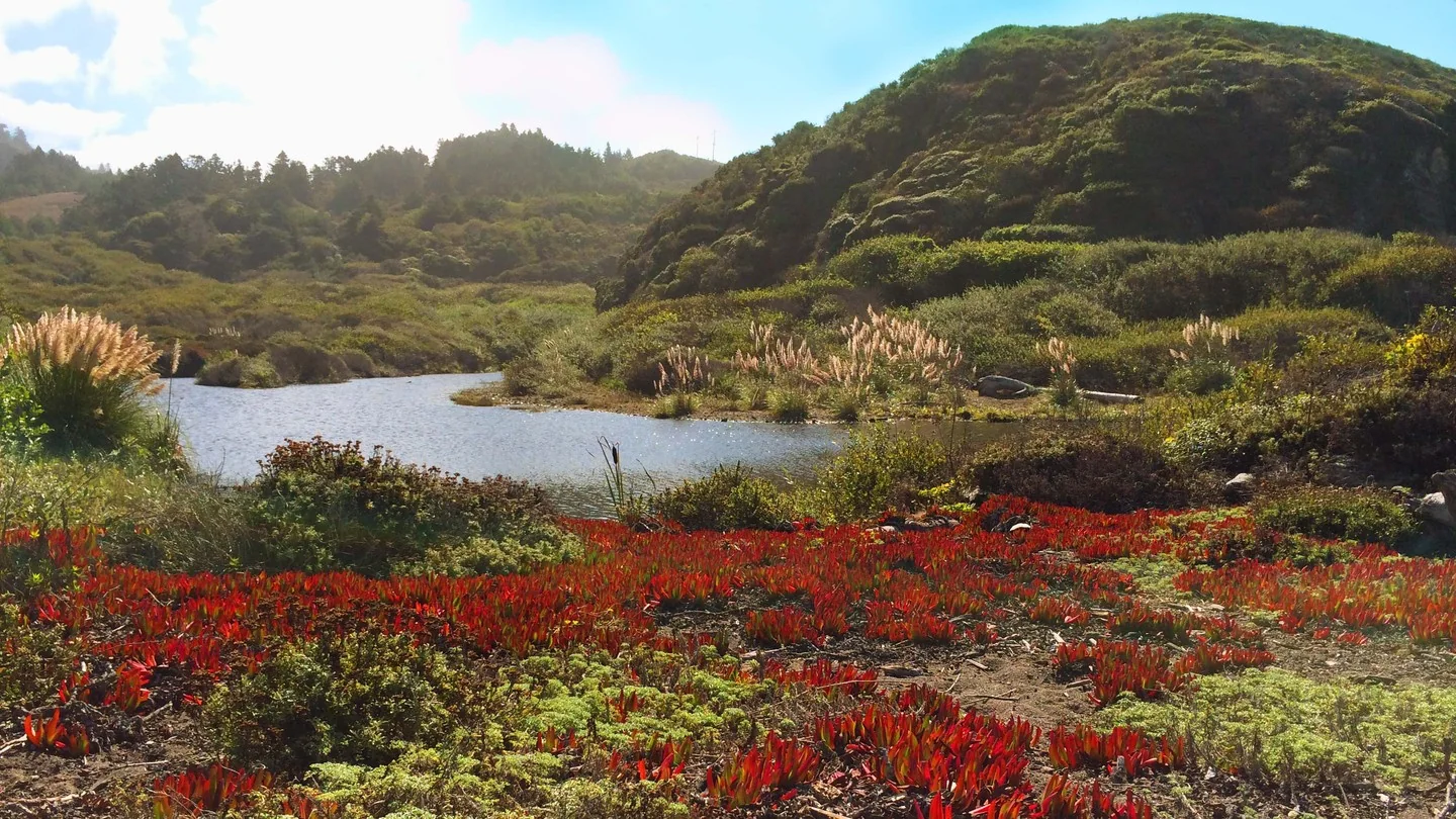 Succulents growing near green hills and a tidal pond.
