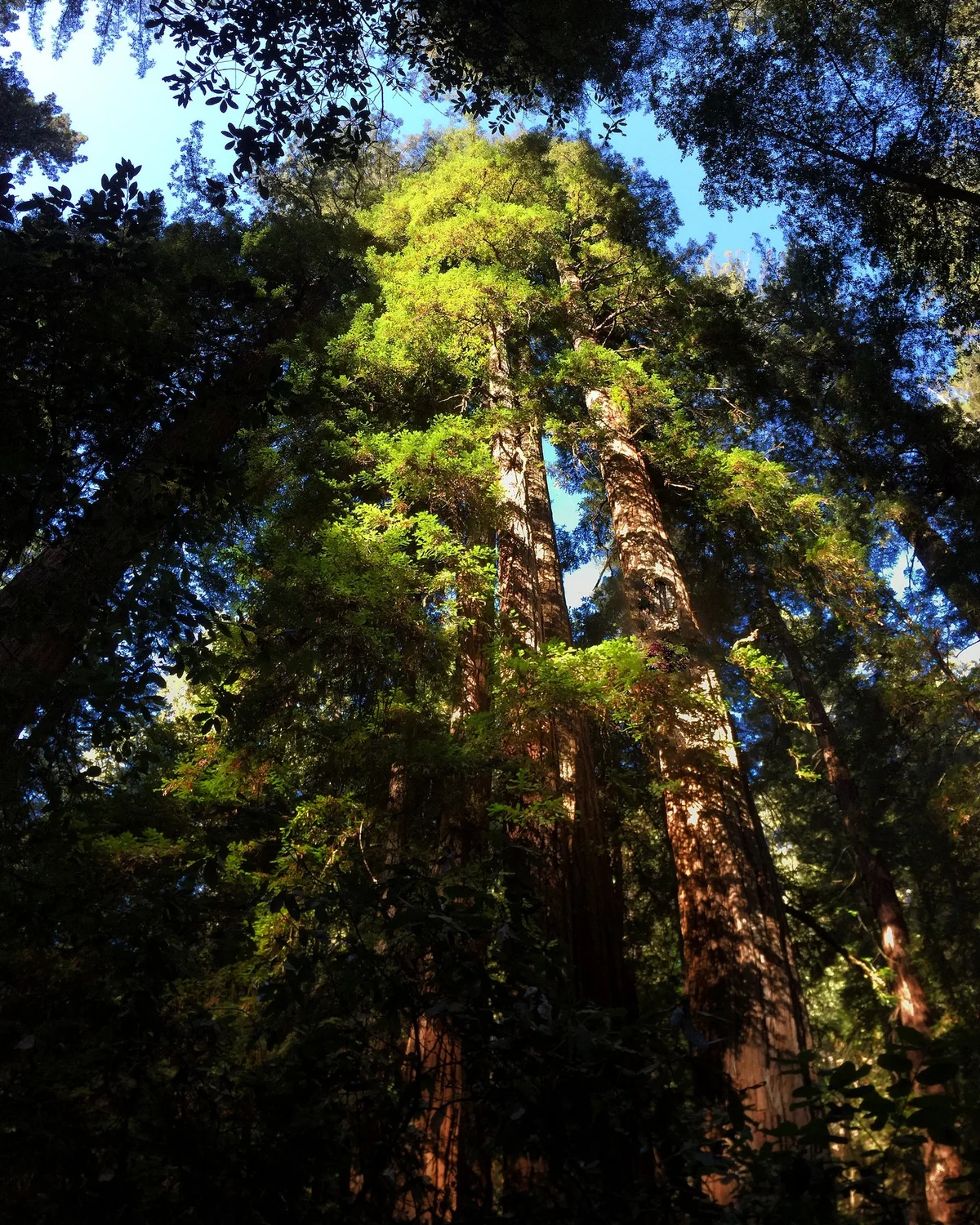 Photo by James F. O'Brien in Armstrong Redwoods State Park.