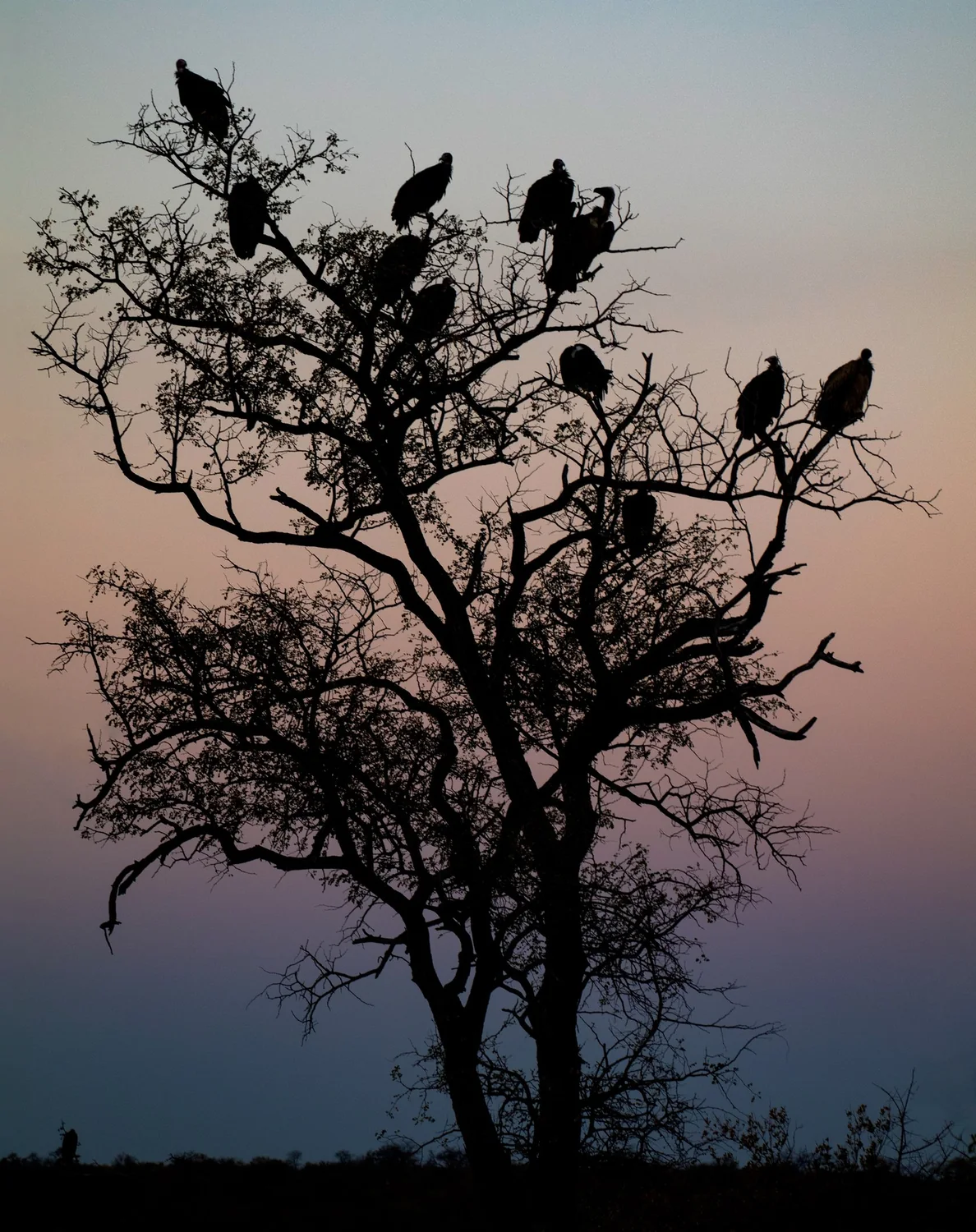 A group of vultures in a tree. Early morning with colorful sky just before sunrise. The vultures and three are silhouetted.