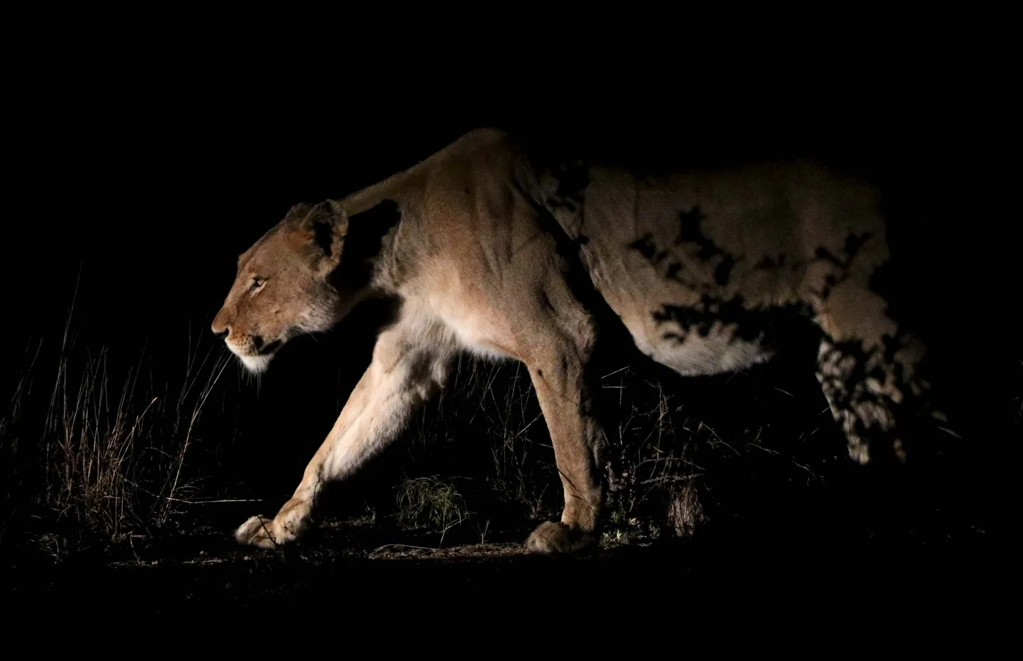 Picture of a female lion at night.