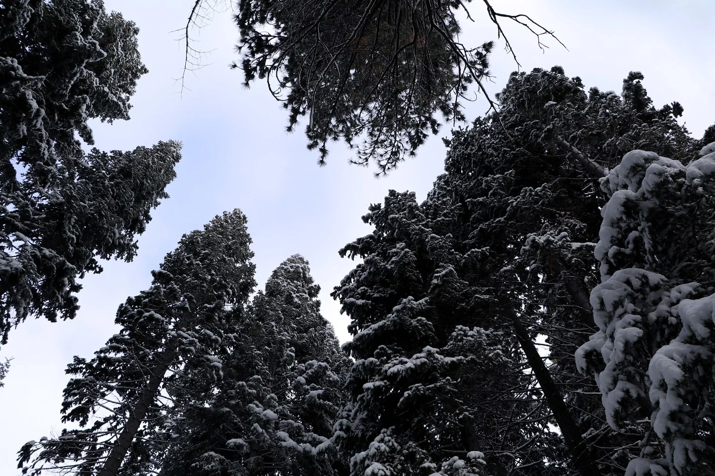 Looking up into snow-covered trees.