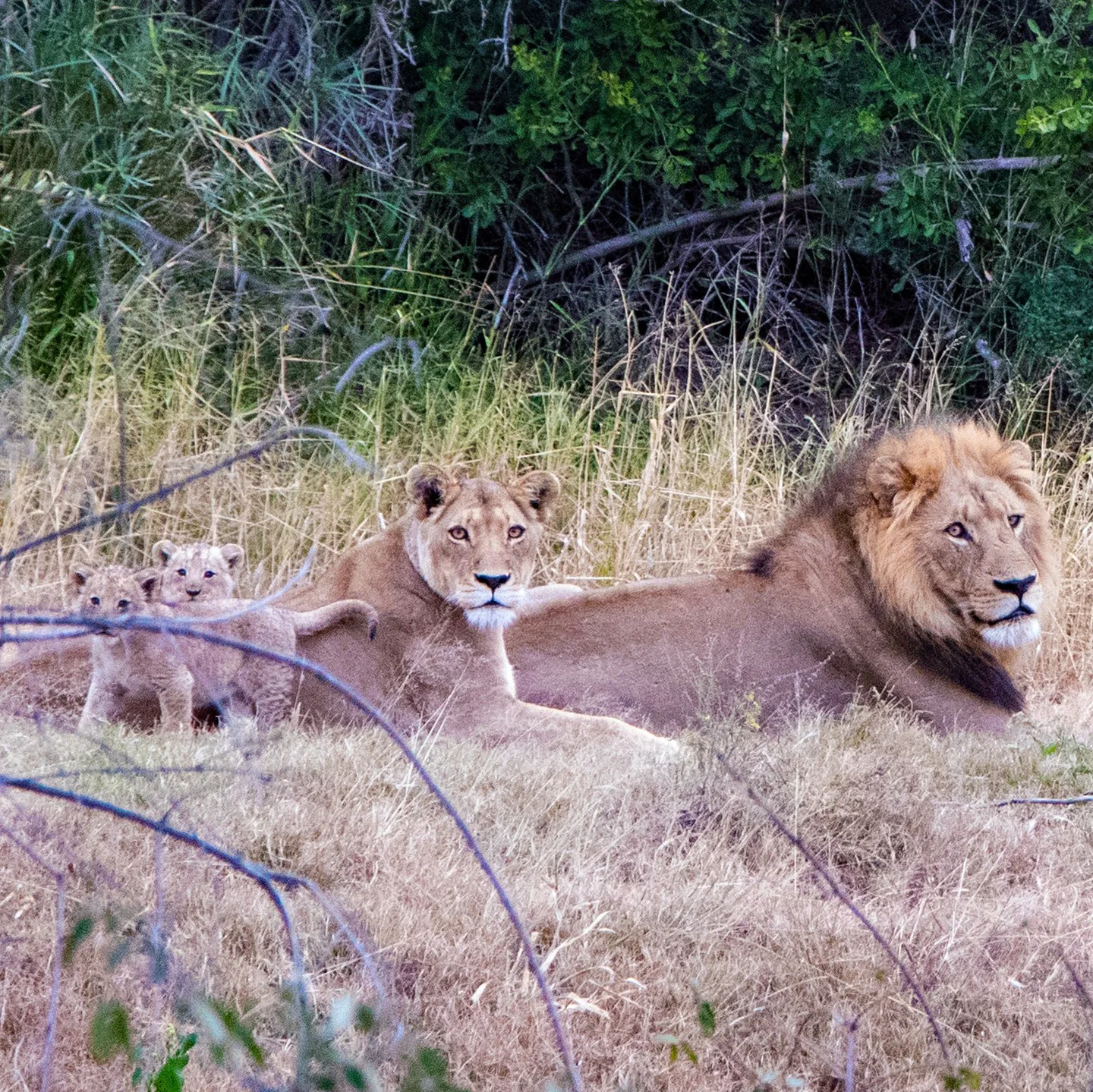 A family of lions looking at the camera.