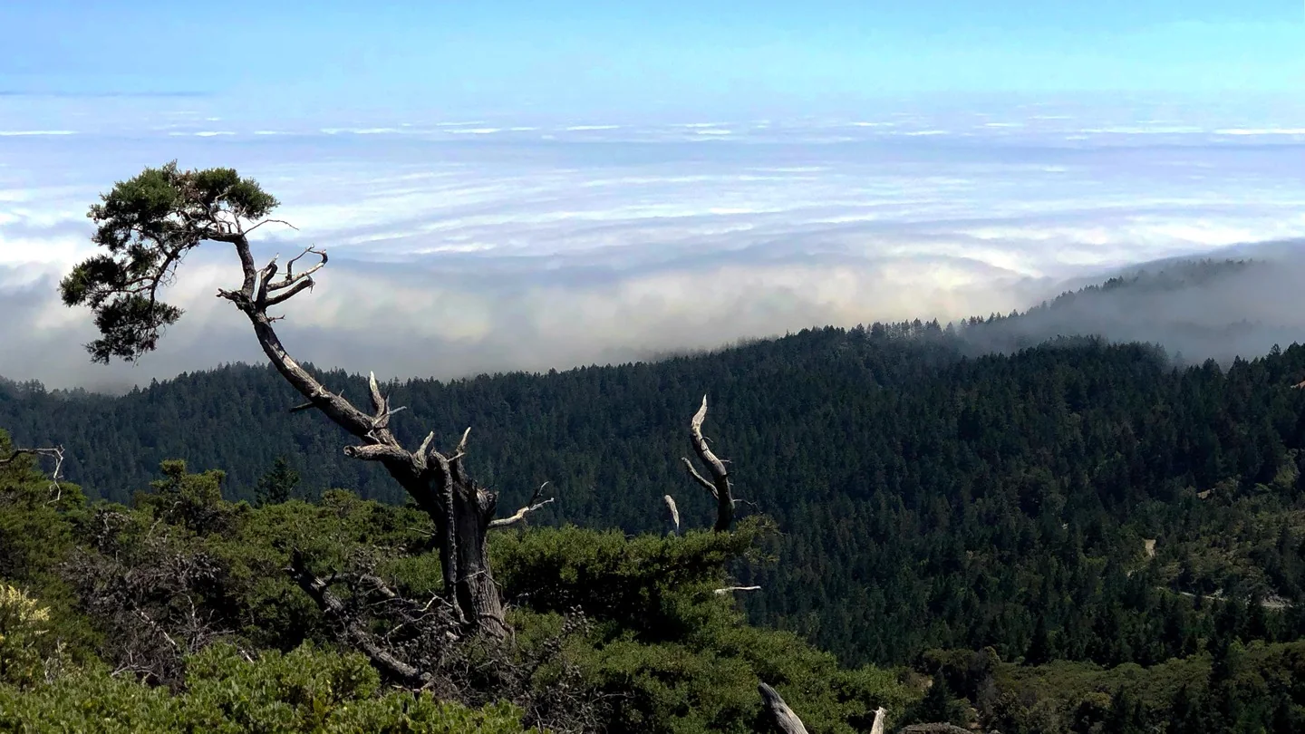 A picture from the top of Mt. Tamalpais, looking down on clouds over the SF bay.