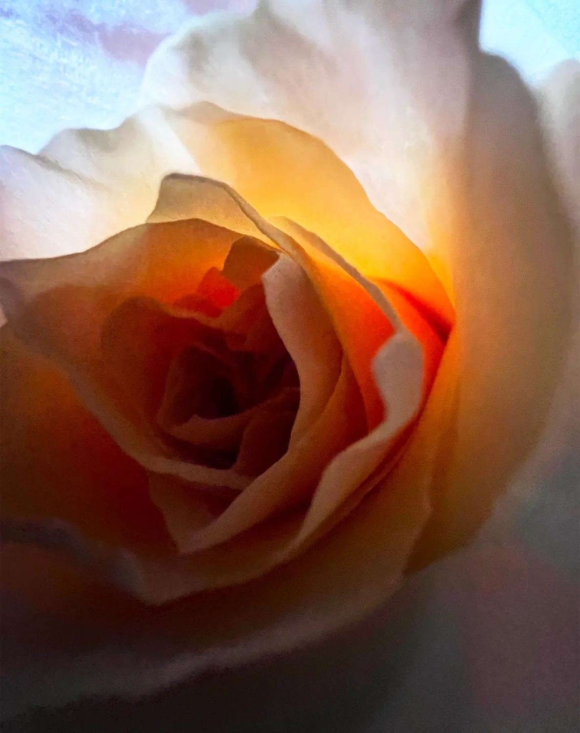 A closeup photo of s rose.