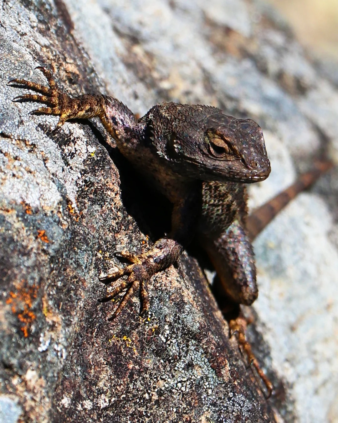 Photo by James F. O'Brien in Carson Falls.