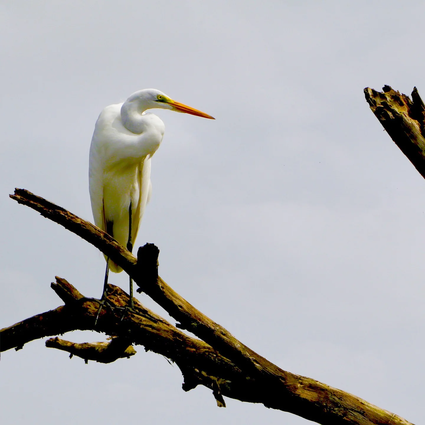 A Great Egret in Costa Rica, perched on a tree branch, looking to the viewer's right.