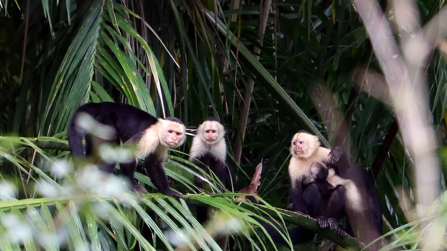Three capuchin monkeys in trees.