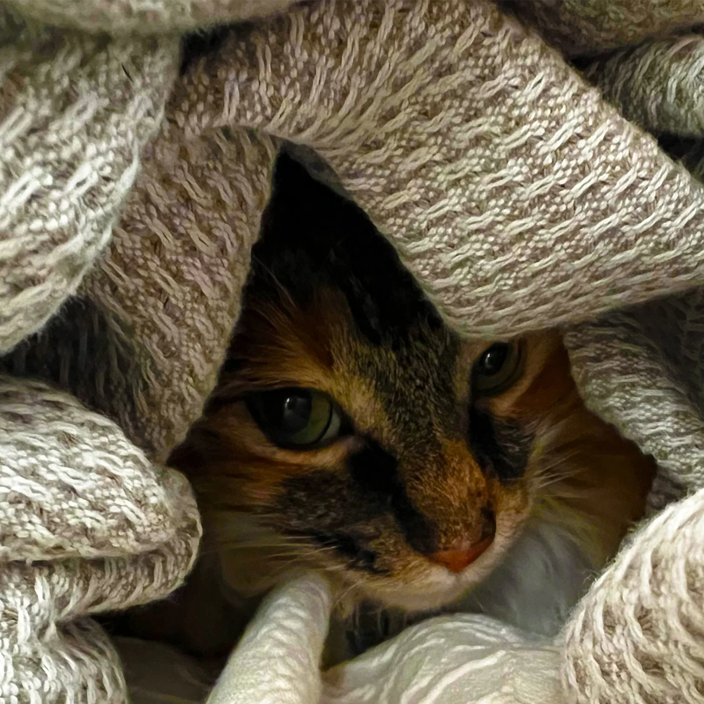 A cat peeking out from under a blanket.