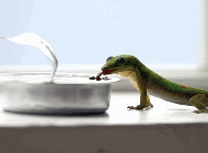 Explanatory Video thumbnail